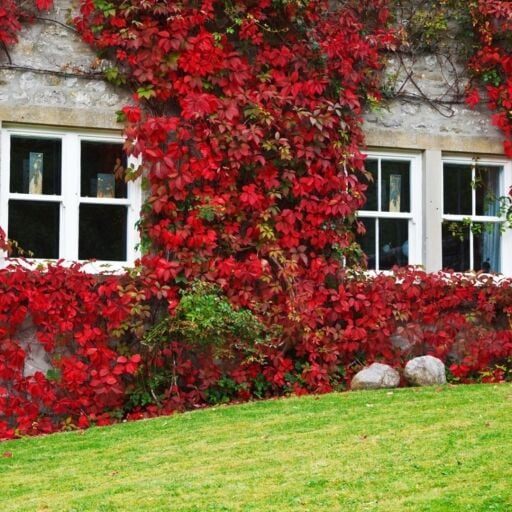 Sarmaşık Tohumları