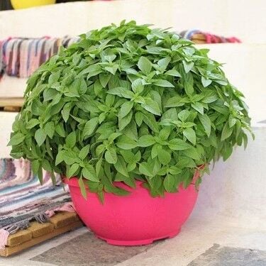 Aromatik Ve Şifalı Bitki Tohumları