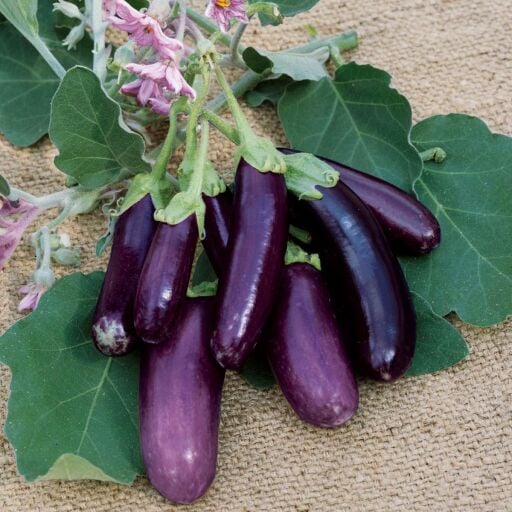 Patlıcan Tohumları