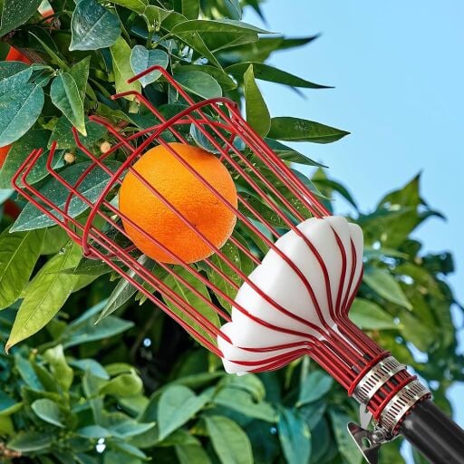 Meyve Ve Bitki Toplama