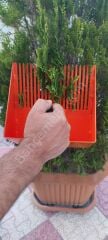 Papatya Ve Tıbbi Bitki Toplama Tarağı Metal Bsr Garden