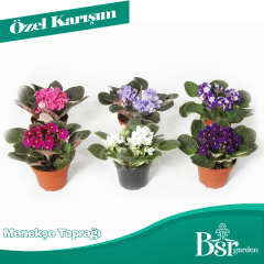 Menekşe Özel Toprağı 3 Litre Bsr Garden