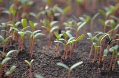 Tohum Çimlendirme Toprağı 3 Litre Bsr Garden