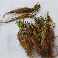 Çelik Köklendirme Toprağı 3 Litre Bsr Garden