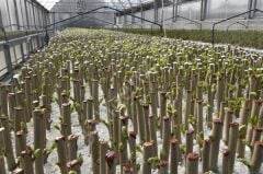 Bitki Köklendirme Toprağı 3 Lİtre Bsr Garden