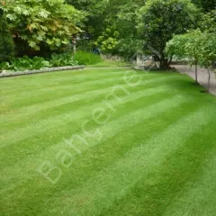 Çim Tohumu 4 Mix Grass Karışımı - 1 kg TohumBox