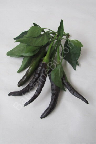 Arzuman Mor Cin Süs Biberi Tohumu – 5 Gr