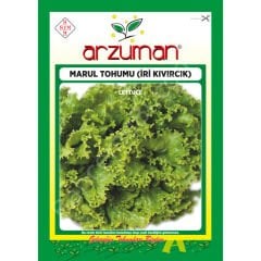 İri Kıvırcık Marul Tohumu 10 Gr –Arzuman