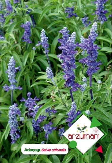 ADAÇAYI Tohumu 50 Adet – Arzuman