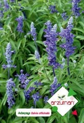 ADAÇAYI Tohumu 50 Adet – Arzuman