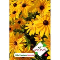 Afrika Papatyası Tohumu 100 Adet – Arzuman