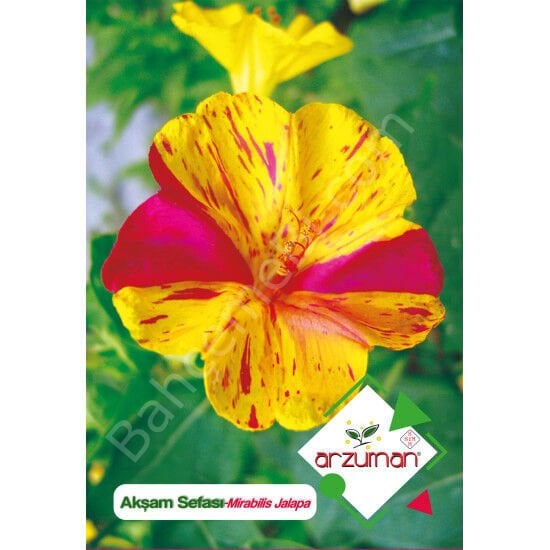 Akşam Sefası Tohumu 25 Adet – Arzuman