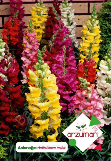 Aslanağzı Tohumu 100 Adet – Arzuman