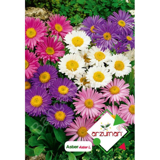 Aster Tohumu 50 Adet – Arzuman