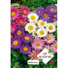Aster Tohumu 50 Adet – Arzuman