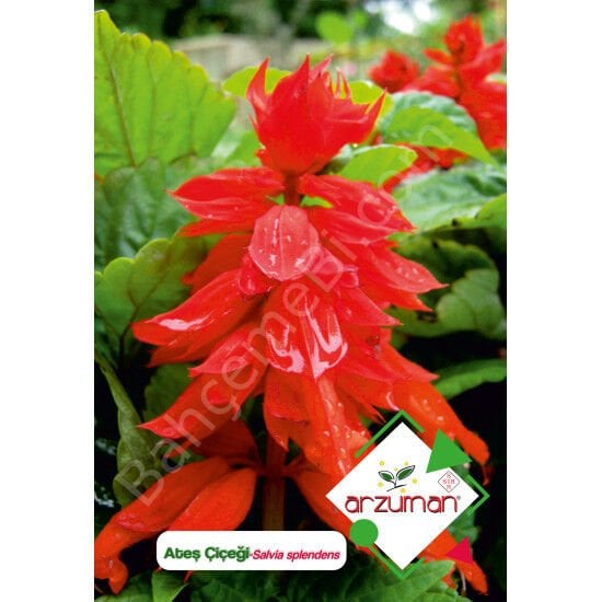 Ateş Çiçeği Tohumu 30 Adet – Arzuman