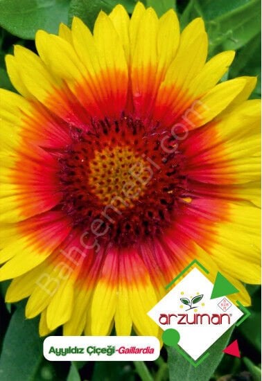 Ay Yıldız Çiçeği Tohumu 50 Adet – Arzuman