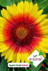 Ay Yıldız Çiçeği Tohumu 50 Adet – Arzuman