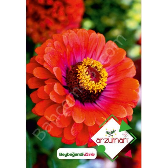 Beybeğendi Çiçeği Tohumu 30 Adet – Arzuman