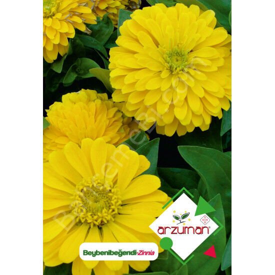 Beybeni Beyendi Çiçeği Tohumu 30 Adet – Arzuman