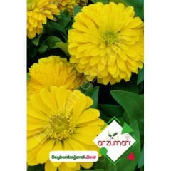 Beybeni Beyendi Çiçeği Tohumu 30 Adet – Arzuman