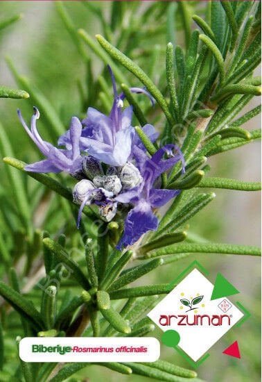 Biberiye Tohumu 30 Adet – Arzuman