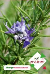 Biberiye Tohumu 30 Adet – Arzuman