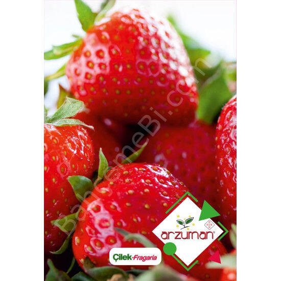 Çilek Tohumu 100 Adet – Arzuman