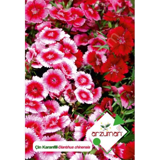 Çin Karanfili Tohumu 100 Adet – Arzuman