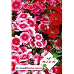 Çin Karanfili Tohumu 100 Adet – Arzuman