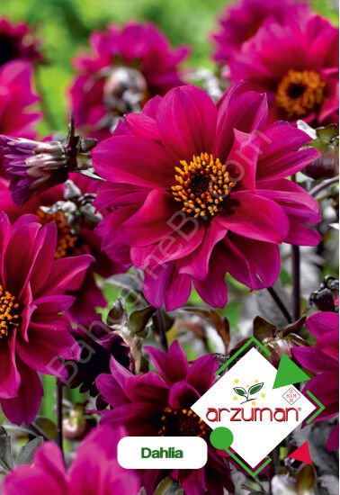 Dahlia Tohumu 30 Adet – Arzuman
