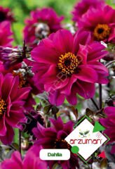 Dahlia Tohumu 30 Adet – Arzuman