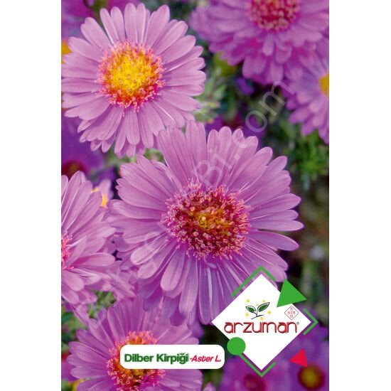 Dilber Kirpiği Tohumu 50 Adet – Arzuman