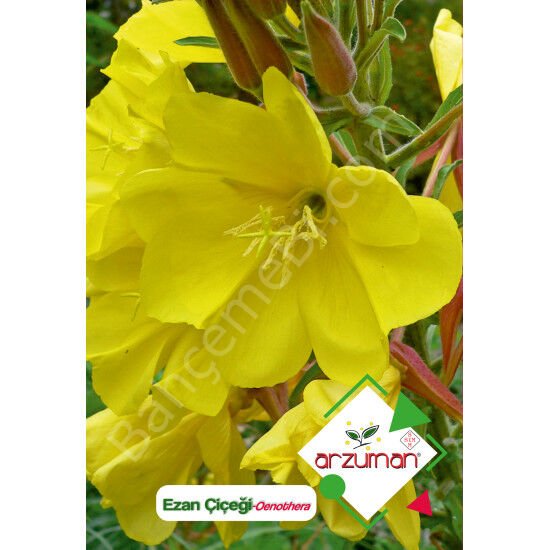 Ezan Çiçeği Tohumu 100 Adet – Arzuman