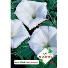 Gece Güzeli Tohumu 15 Adet – Arzuman