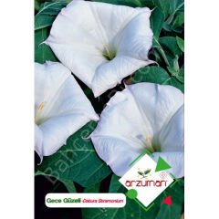 Gece Güzeli Tohumu 15 Adet – Arzuman