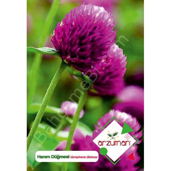 Hanım Düğmesi Tohumu 20 Adet – Arzuman
