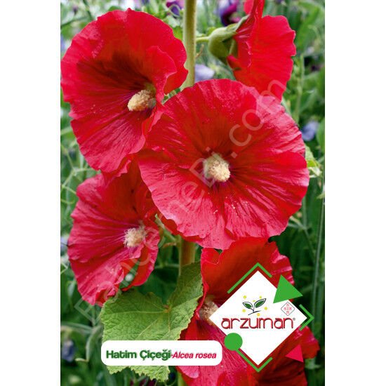 Hatim Çiçeği Tohumu 50 Adet – Arzuman