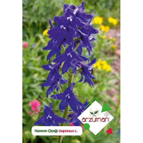 Hazeran Tohumu 30 Adet – Arzuman