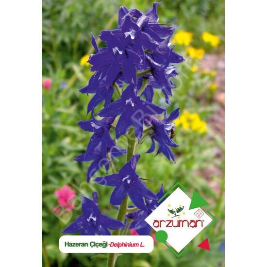 Hazeran Tohumu 30 Adet – Arzuman