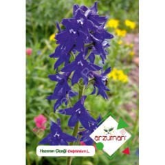 Hazeran Tohumu 30 Adet – Arzuman