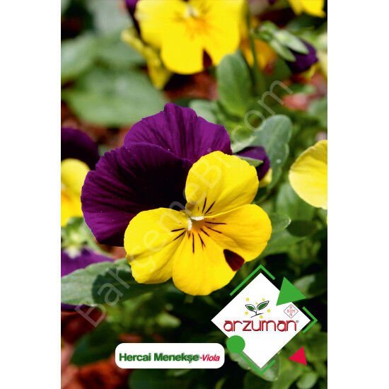 Hercai Menekşe Tohumu 100 Adet – Arzuman