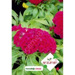 Horozibiği Tohumu 100 Adet – Arzuman