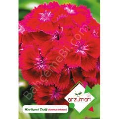 Hüsnüyusuf Tohumu 100 Adet – Arzuman