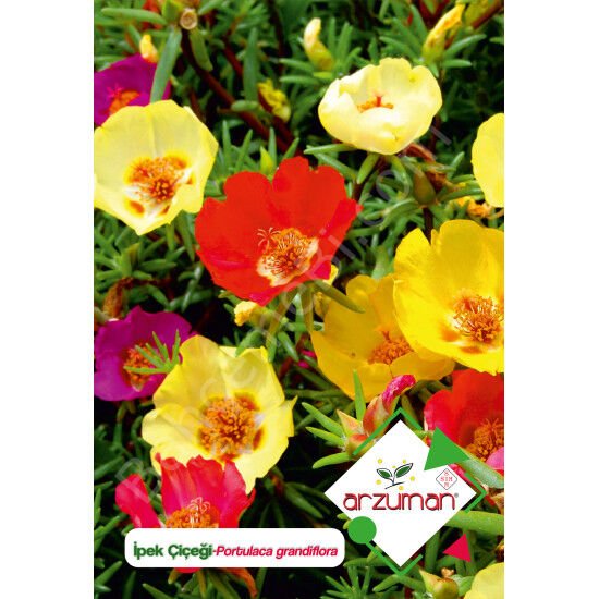 İpek (Şellaki) Tohumu 100 Adet – Arzuman