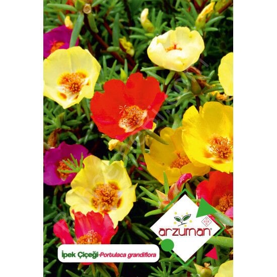 İpek (Şellaki) Tohumu 100 Adet – Arzuman