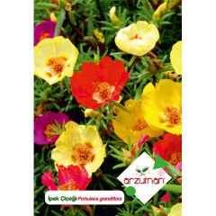 İpek (Şellaki) Tohumu 100 Adet – Arzuman