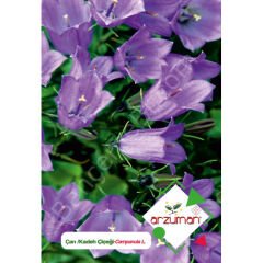 Kadeh/Çan Tohumu 100 Adet – Arzuman