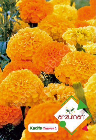 Kadife Tohumu 50 Adet – Arzuman