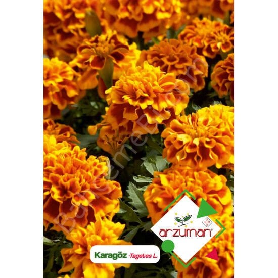 Karagöz Kadife Çiçeği Tohumu 50 Adet – Arzuman